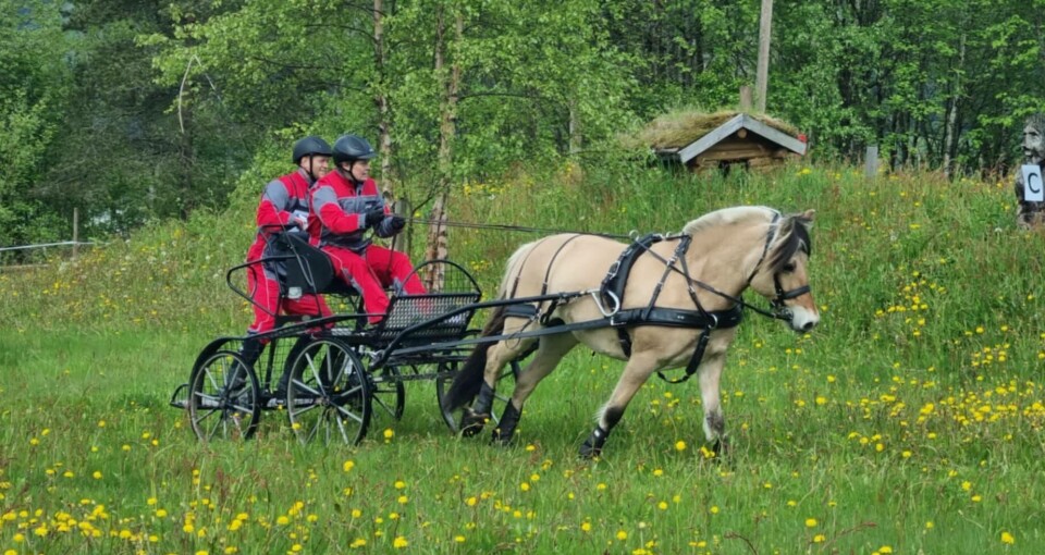 Anne Mette Berger Kolden med hesten Viljas Fryd hadde tatt turen helt fra Lom for å konkurrere i Surnadal. Fjording med vogn i farta