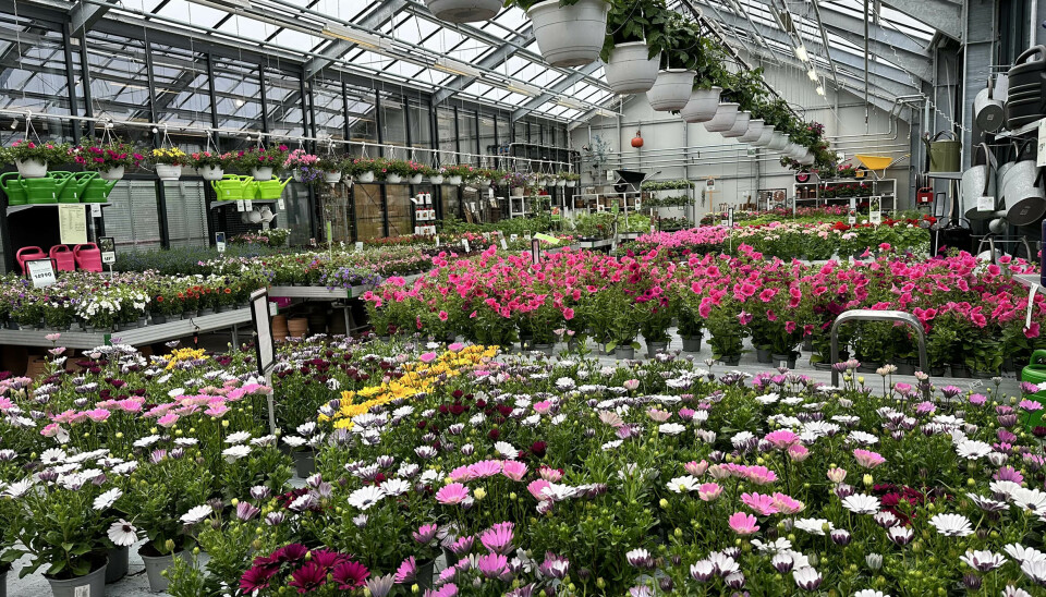 Blomsterhav på Hageland Surnadal