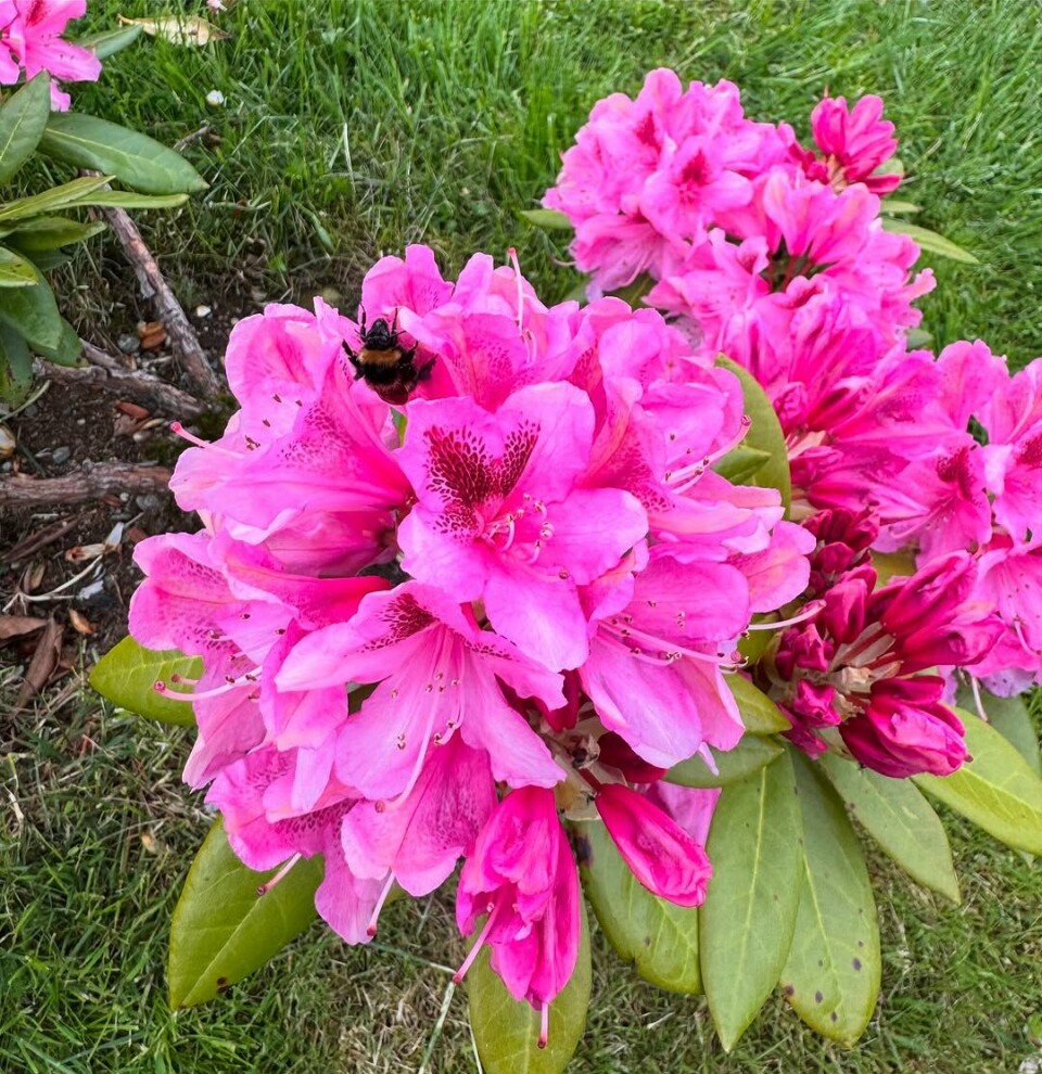 Vil tro at denne Rhododendron smaker ekstra godt for humla, nydelig farge