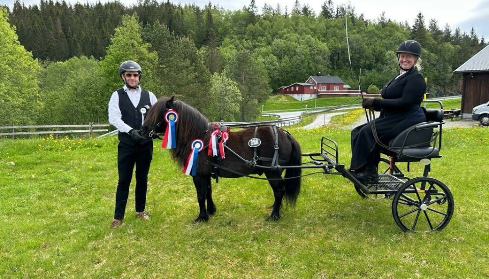 Denne ekvipasjen kom fra Verdal og omegn rideklubb. Ponnien heter Hårek. Kusk Eva Kristine Overå Letnes, med groom Even Melting, som for øvrig måtte løpe etter hele runden.