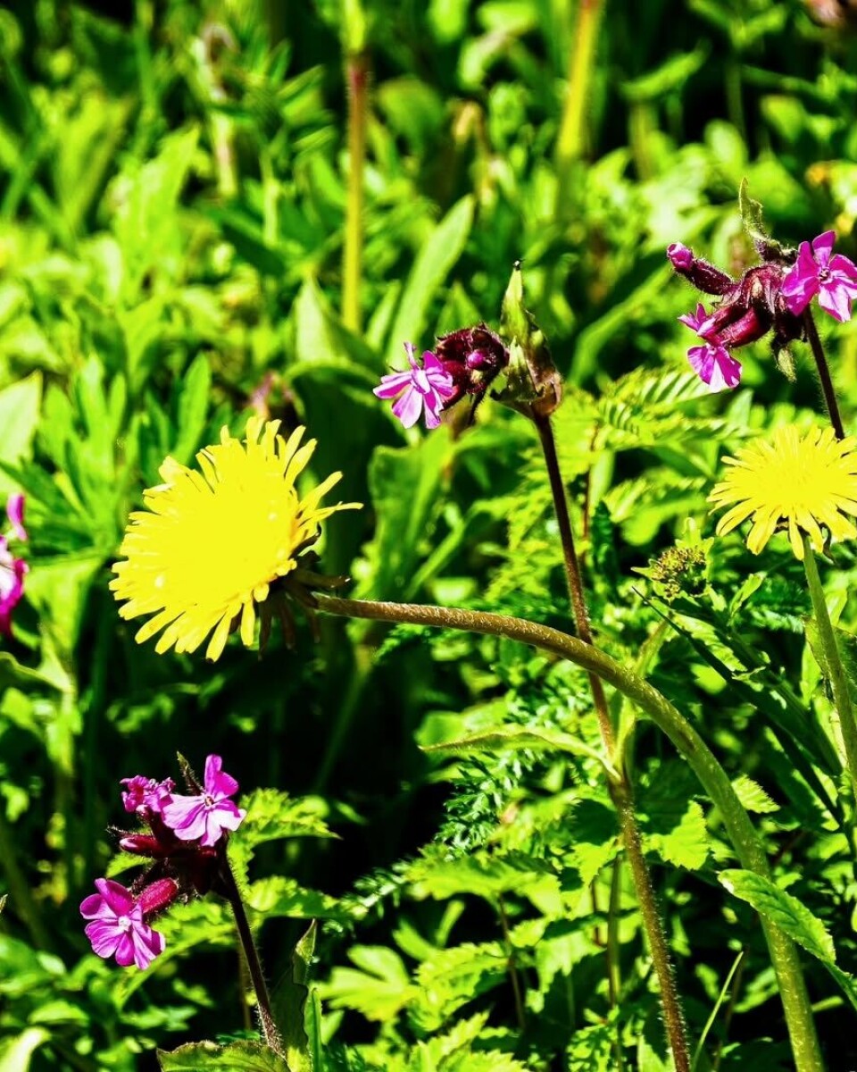 Blomstereng - viktig for insektene! Blomstereng.