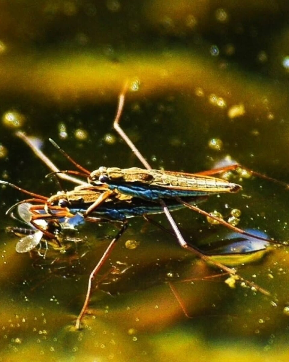 To Slettvannløpere i full aktivitet! To insekter på et vannspeil