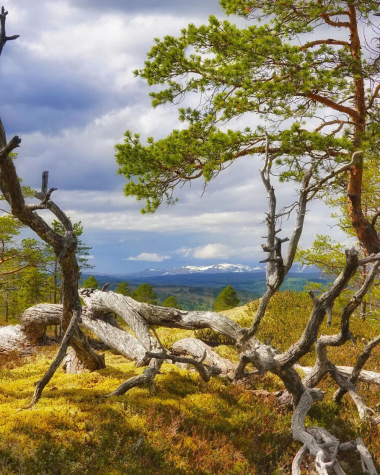#treaitrollheimen ramma inn Nordmarka og 'strøka utafor'. Tørrfuru i marka.