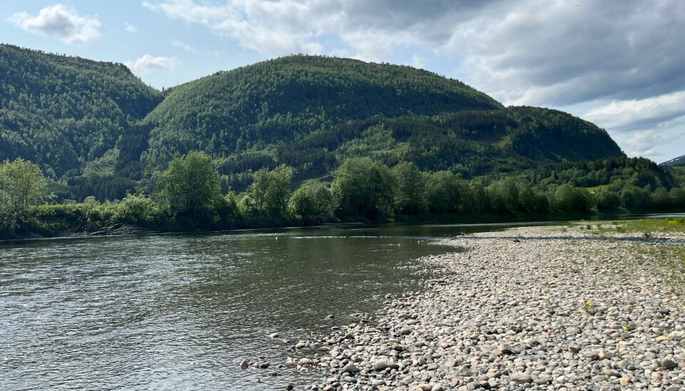 Fiske i Surna er midlertidig stengt oppstrøms Trollheim kraftverk ved Harang Ei elv.