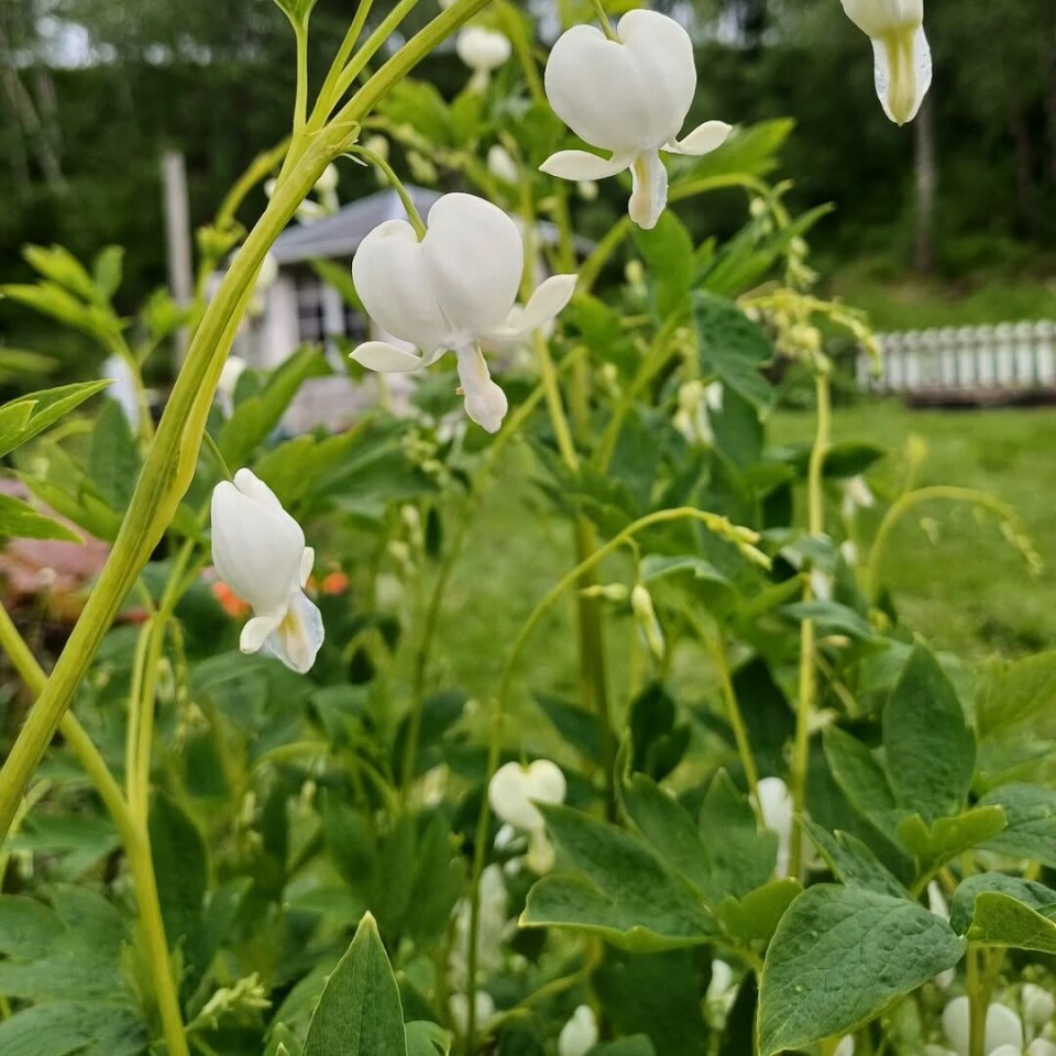 God morgen 5. juni Blomster i en hage.