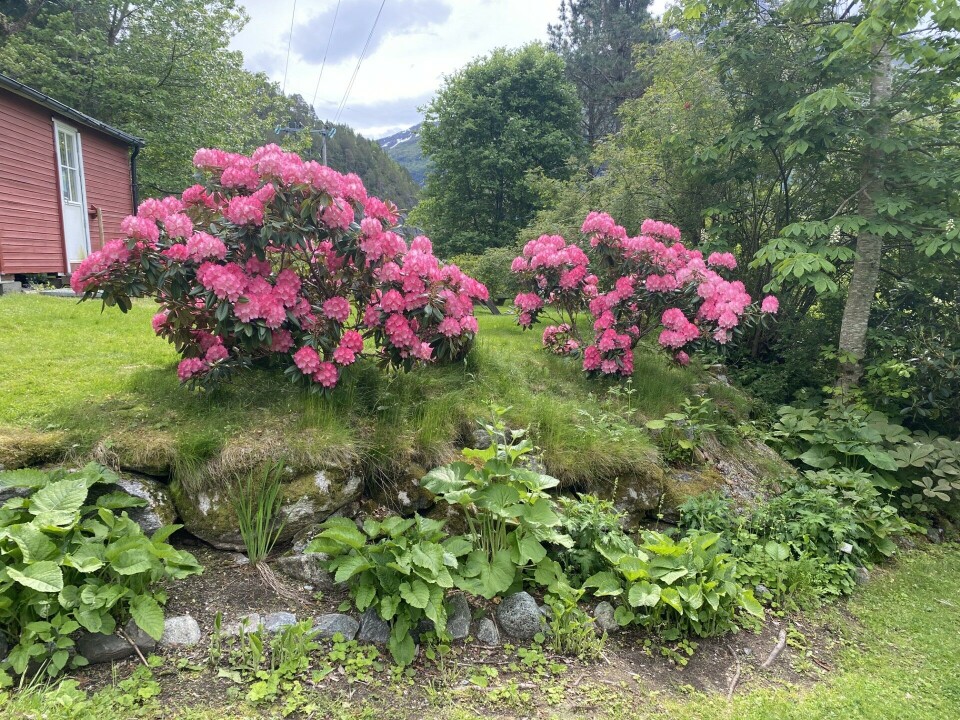 Stavgangtur til Svinvika Blomster og grønn natur.