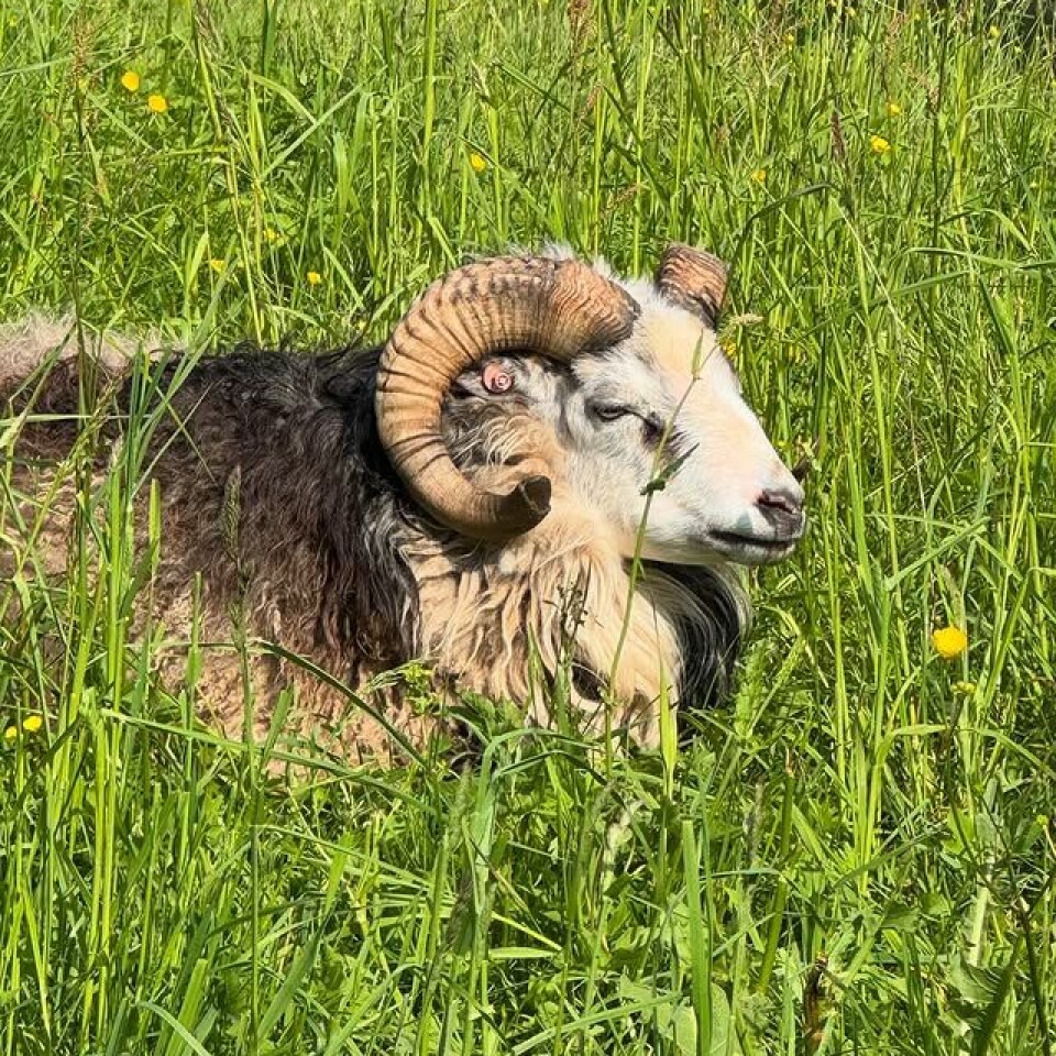 God morgen 7. juni En vær som ligger i gresset.