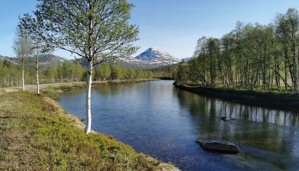 Tur med ordføraren til Vinddøldalen Ei elv i en skog.