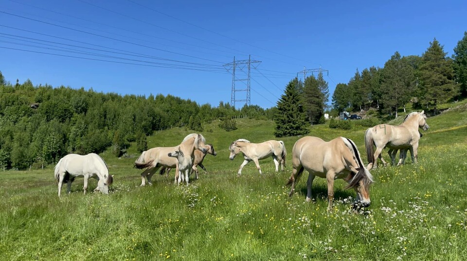 Fjordhestslipp i Langlia. Fjordhester på sommerbeite.
