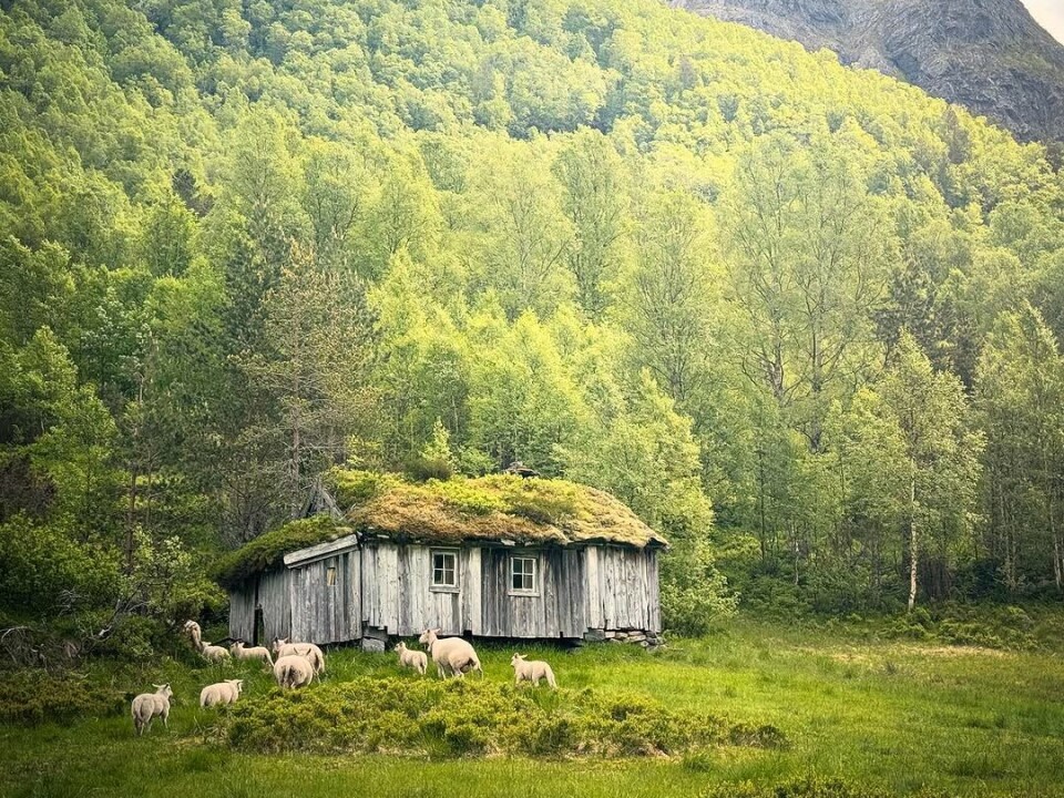 Ei 200 år gammel seter og noen saue. Eit lite stykke Norge. Gammelsetra i Engdalsdalen. seter med sauer foran