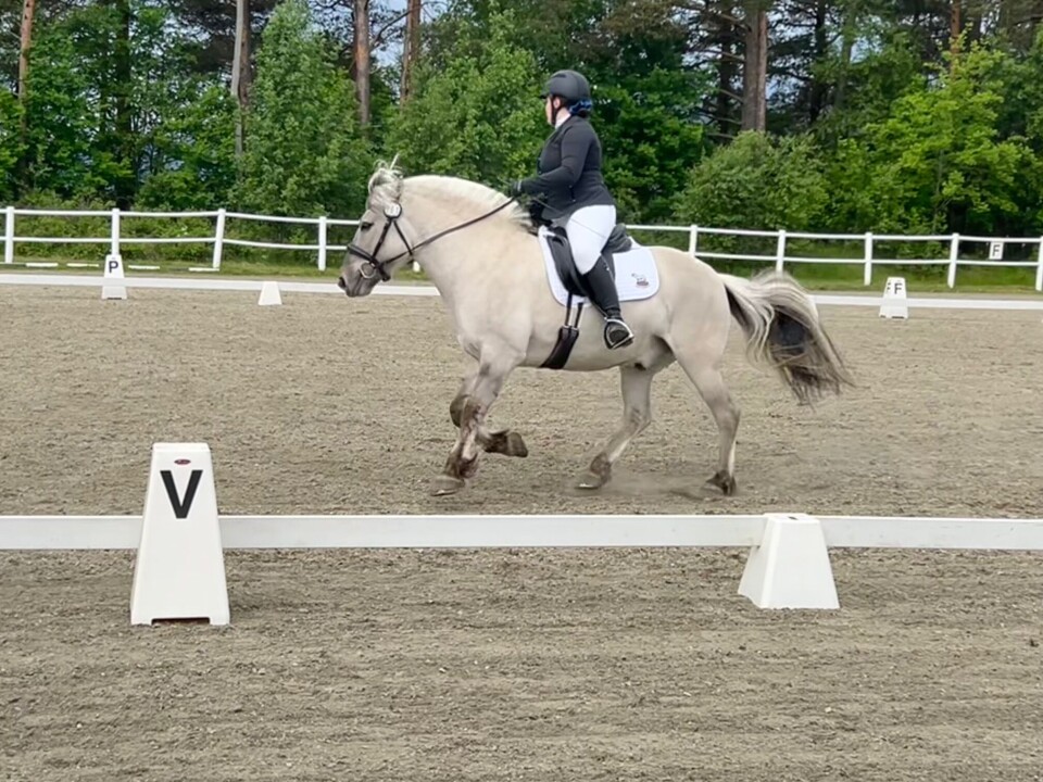 Anne Marit Løfaldli og Brekke Solan i galopp. Grå fjordhest i galopp på dressurbanen
