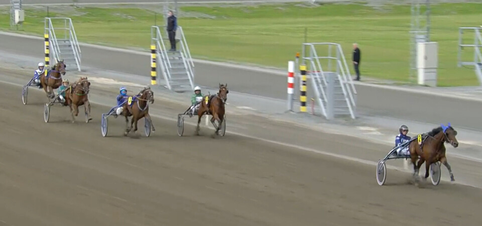 Andelshesten Obrigado fikk en fin 2.plasspå Varig Orkla Arena (nummer 3) søndag kveld. Hester på oppløpet på en travbane