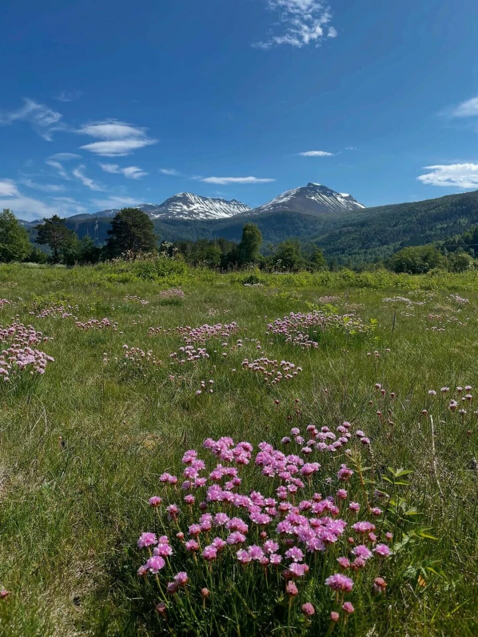 Endelig en finværsdag☀️#todalen Ei blomstereng.