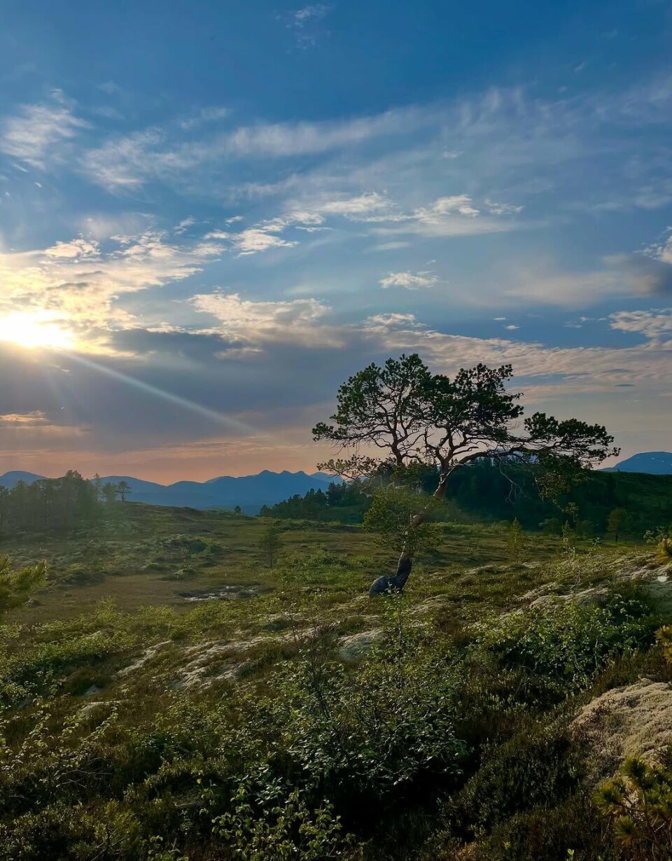 Sommerkveld