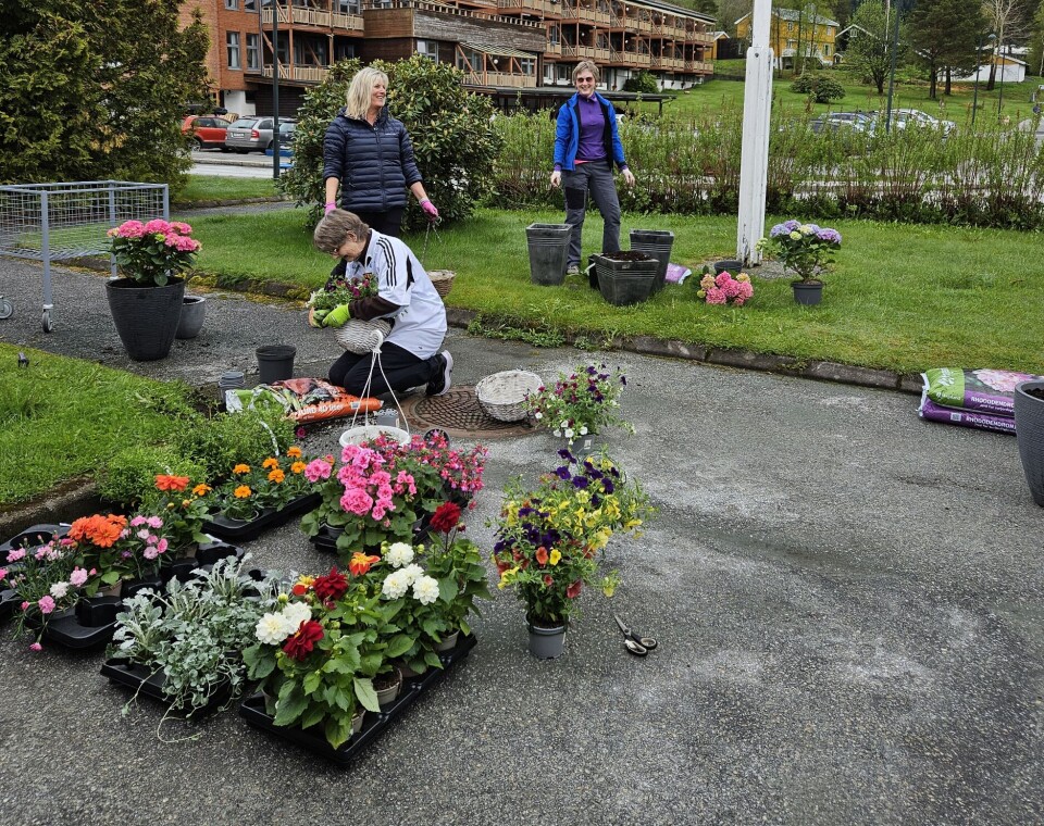 Planting våren 2025