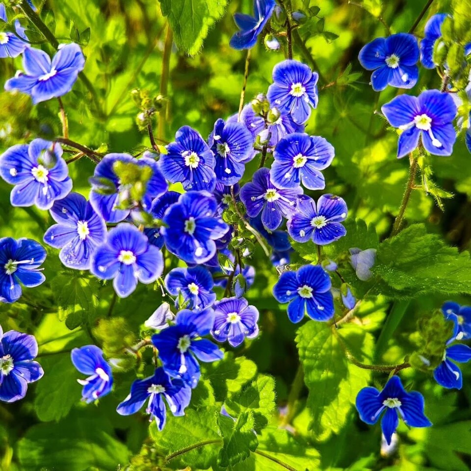Blått er flott #villblomster #tveskjeggveronika Villblomster.