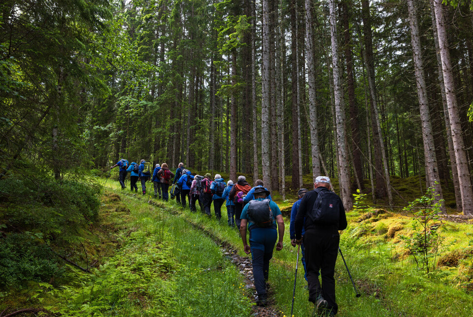 Bratt skogsveg gjennom høg granskog. Turkledde folk på lang rekke på en skogssti.