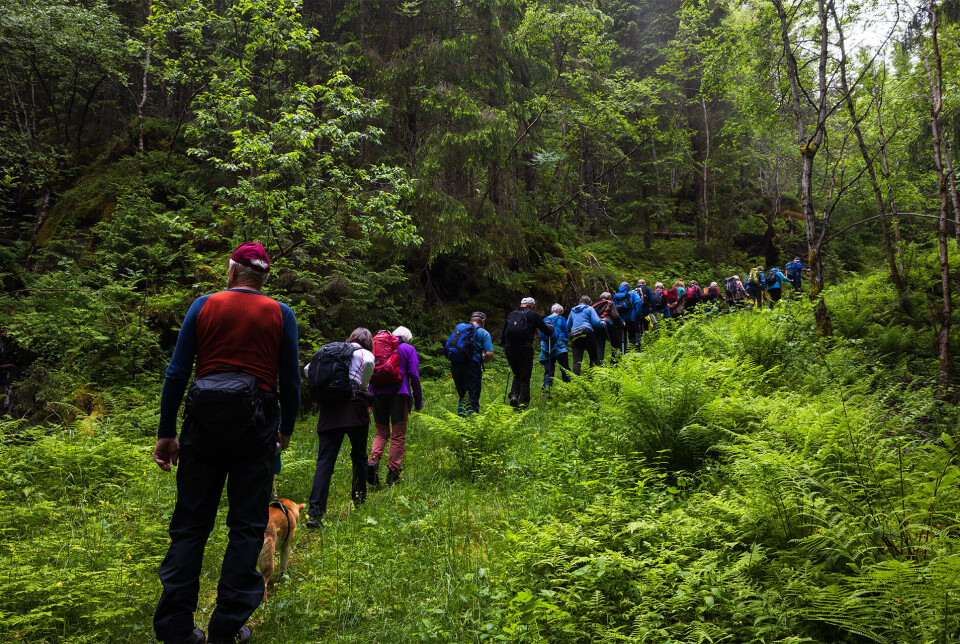 Over på fin sti gjennom blandaskog. Turkledde folk på ei lang rekke gjennom en skog.