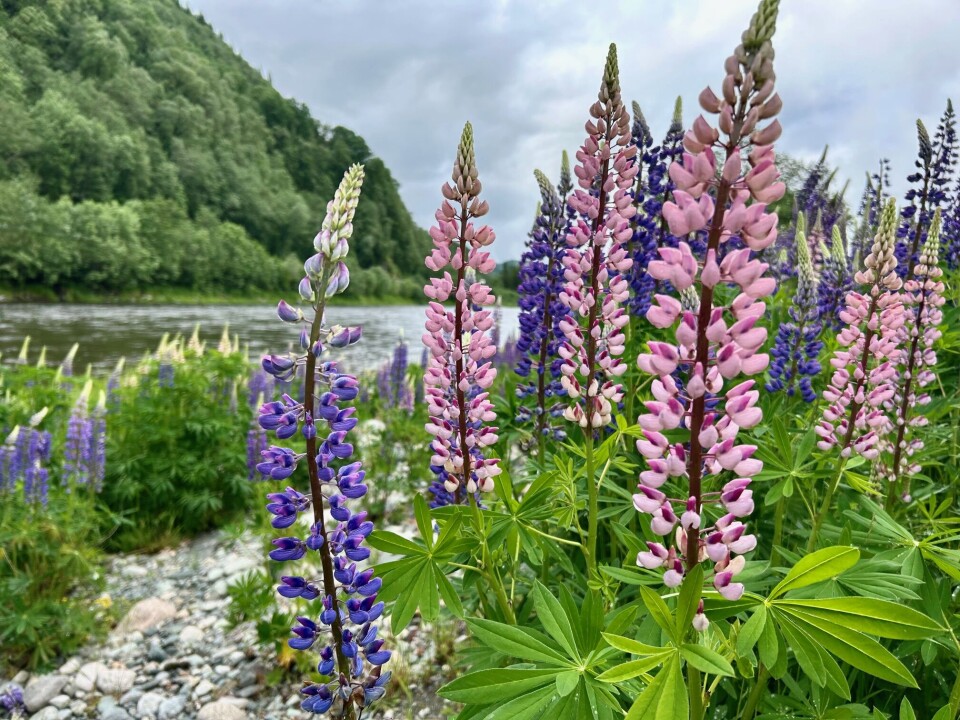Vakker og vill, men hører ikke til.. Fine der de står likevel! Lupiner ved sandhølen på Fiske. Lupiner ved elven