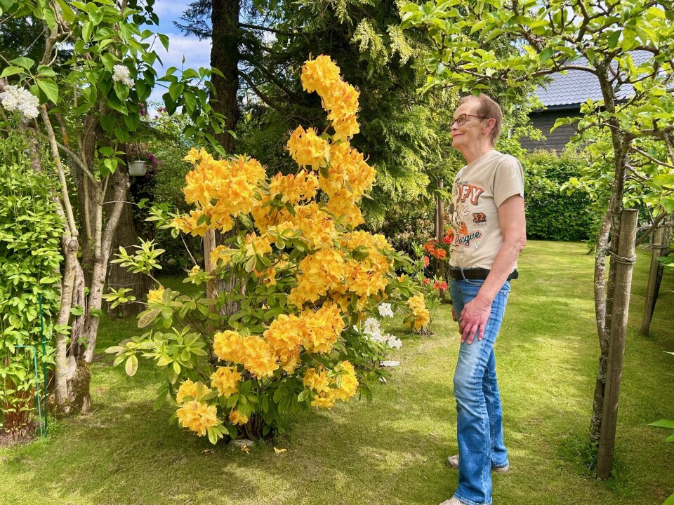 Azalea har blitt Ingrids store favoritt. Hun håper været blir fint, så den kan få blomstre lenge. Knallgule blomster på en busk, og ei eldre dame i jeans