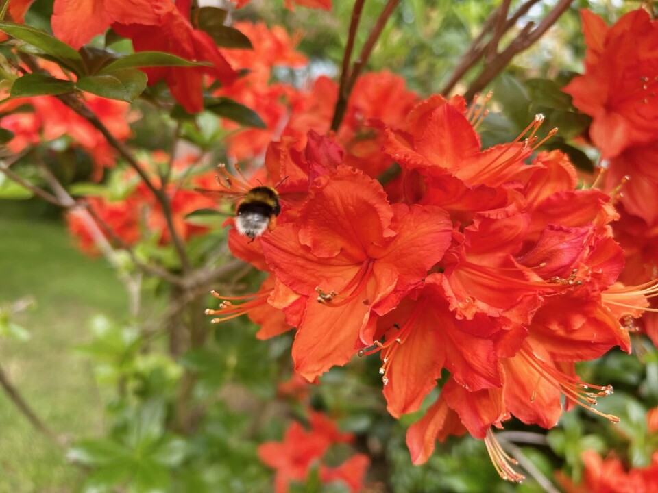 En vakker Azalea i all sin prakt! Humla trives godt i hagen på Syltøra, og det er viktig for Ingrid at den finner nok mat midt i det store åkerlandskapet. Humla suser.