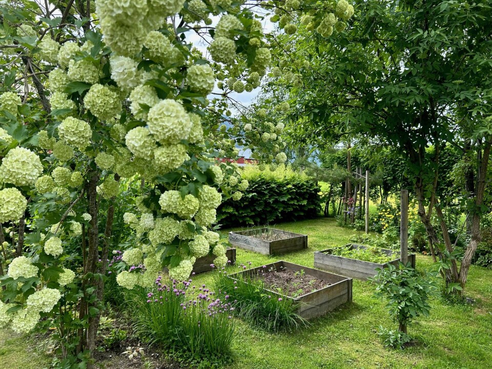 Snøballtreet blomstrer frodig ved grønnsakskassene. Småplantene står ennå og venter på litt varme for å komme skikkelig i gang, forteller Ingrid. Snøballtre med store hvite blomster