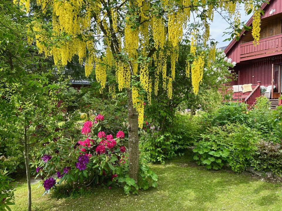 Det er mange flotte farger i hagen til Magne og Ingrid. Nå er Gullregn på sitt flotteste, med fine Rododendron i rosa og lilla under. Gullregn og rosa og lilla rododendron i hagen