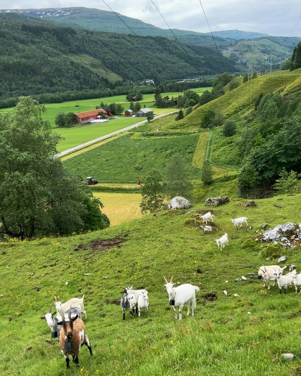 Skikkelig terreng for geiter på Fiskja