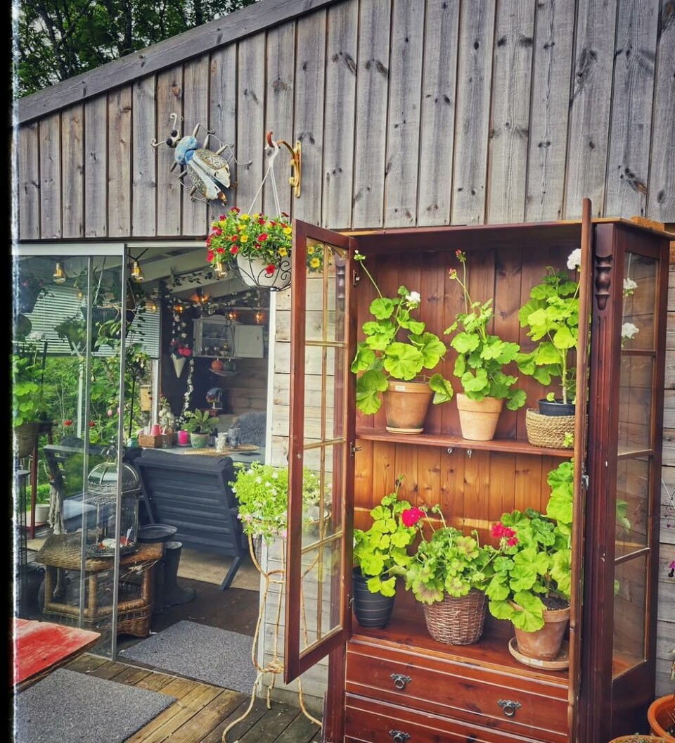 Loppisskapet som ble pelargoniahus #settemsdalen #bøfjorden #nordmøre #trollheimsporten #sommer #uteliv #hagestue #veranda #uteplassen #småbruk #hjelmen #pelargonia #hageblomster Et skap ute på terassen med planter i