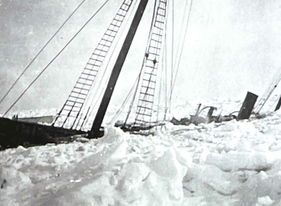 Skru-isen senka over hundre selfangstskuter. Her «Hvalbarden» (eks «Blankisen»; «Bjogna») – bygd i Snekkvika 1919, landets største ishavsskute i tre (128 fot). Skute som blir begravd av is