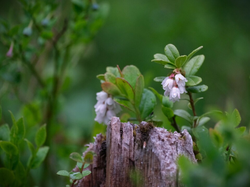 Tyttebærblomster i Furuhaugmarka
