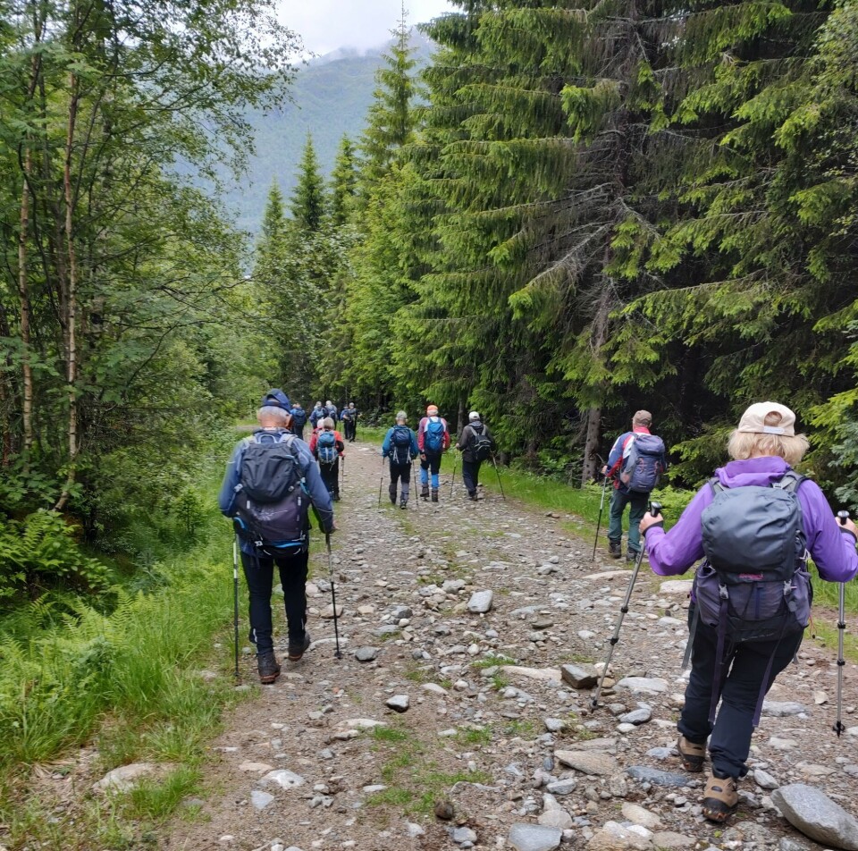 På tur ned til parkeringa. Ei gruppe turkledde folk som går nedover en skogsbilveg.