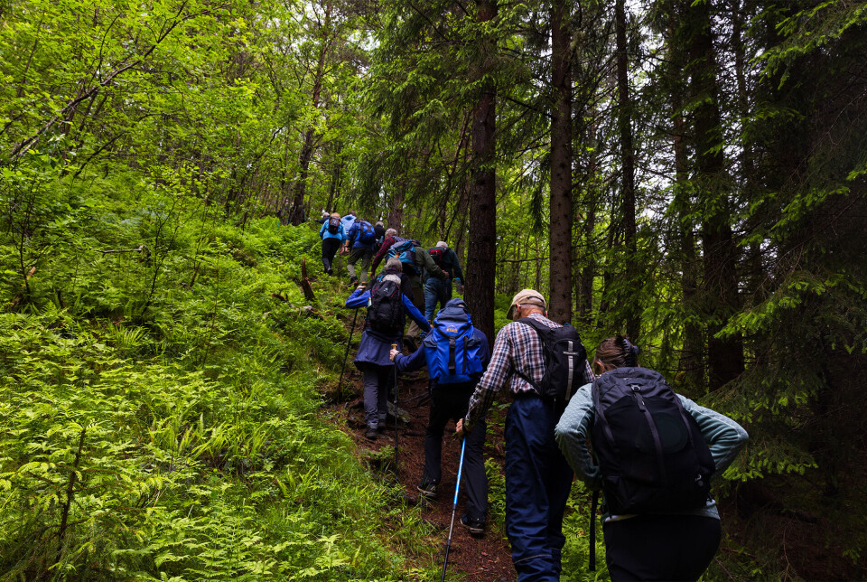 Bratt sti opp gjennom frodig skog. Ei gruppe turgåere på rekke og rad oppover en sti i skogen.