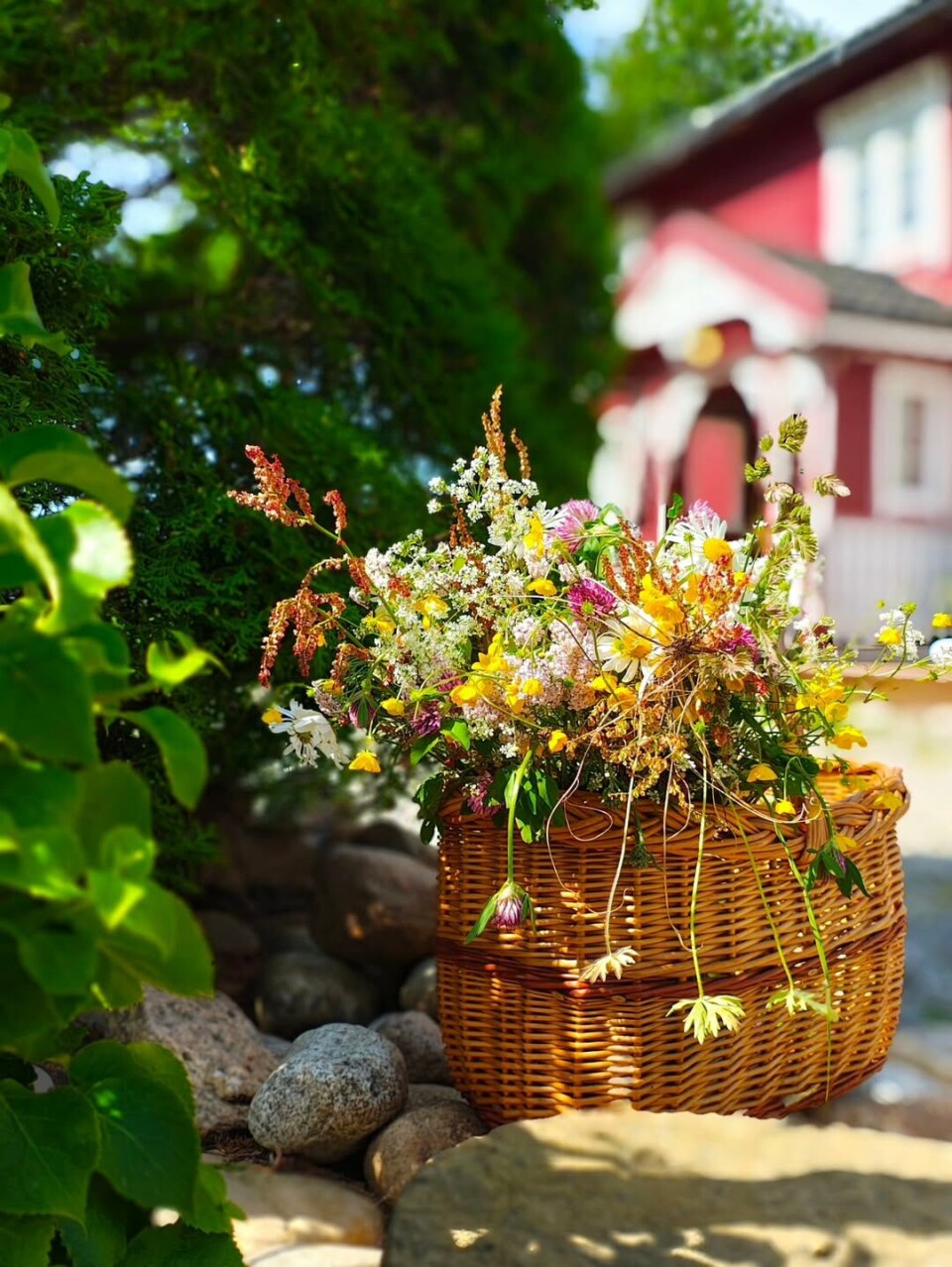Naturens egen blomsterbutikk, rett ved veikanten 🌸
Er grøftblomster vakre, eller bare ugress med god selvtillit? Blomster i kurv