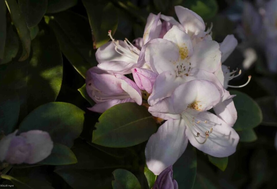 Den fikk ein liten solstråle. En blomst.