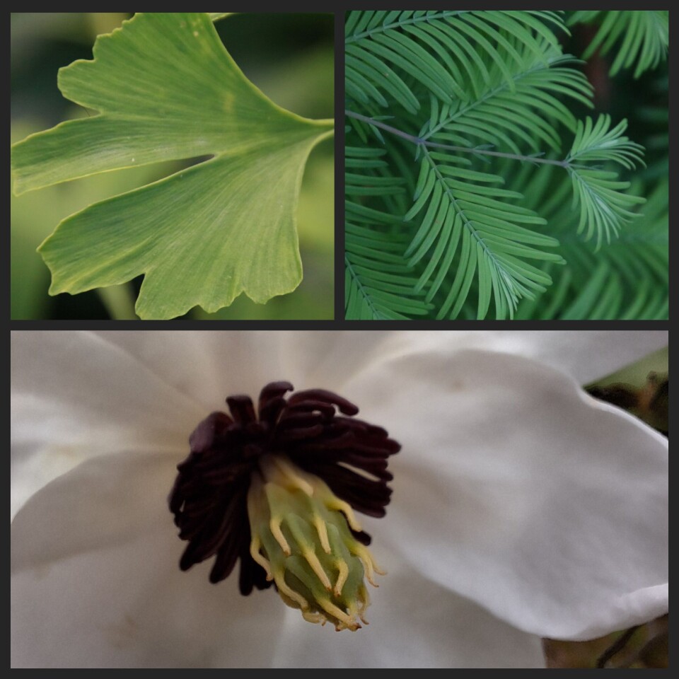 Levende fossiler Bilder av blader og blomster