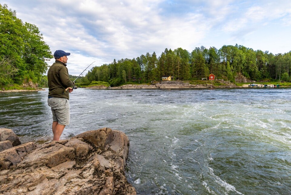 I vår vart det innført dei strengaste reglane for laksefiske nokosinne både i elv og sjø. En laksefisker står og fisker etter laks i Holmfoss i Numedalslågen. Holmfoss er en av de mer populære fiskeplassene i Numedalslågen.