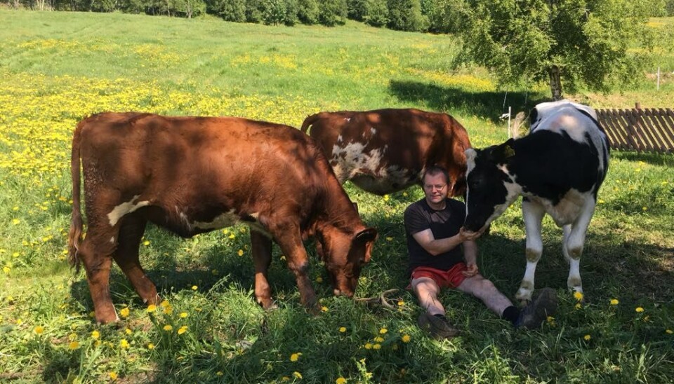Hans Magne er en skikkelig dyrevenn og tar seg tid til å ta vare på dyra. En mann med shorts sitter på gresset og rund han står tre kuer. En svar og hvit, og to som er rød og hvit