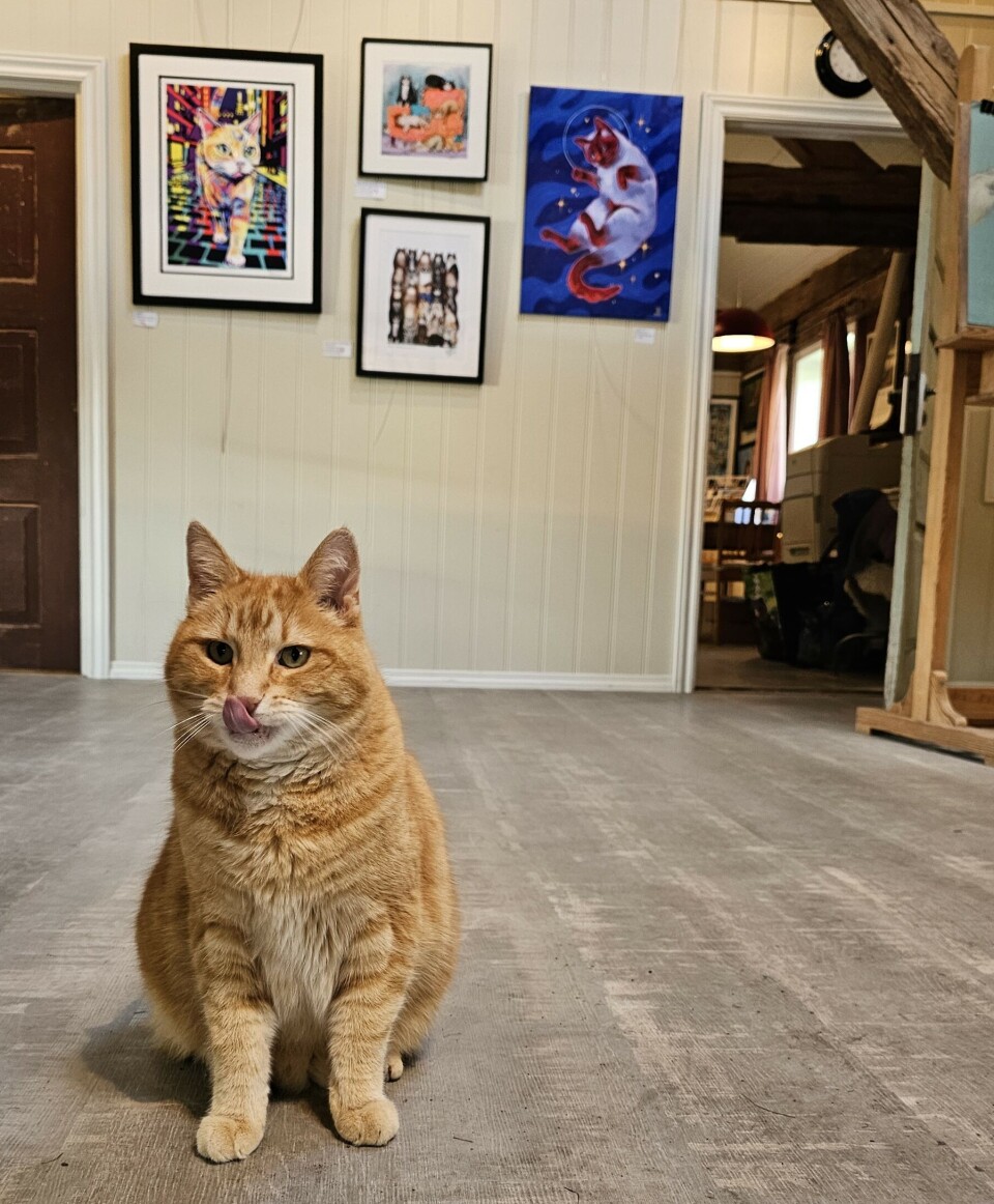 Pusur på kunstutstilling. En katt.