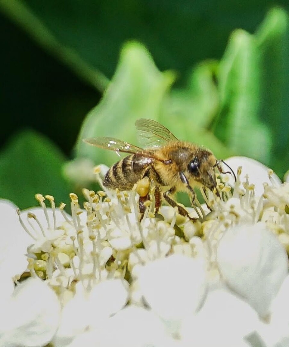 Honningbiene gjør minst to viktige jobber - produserer god honning, og bidrar aktivt med pollinering av blomster og planter. En bie på en blomst.