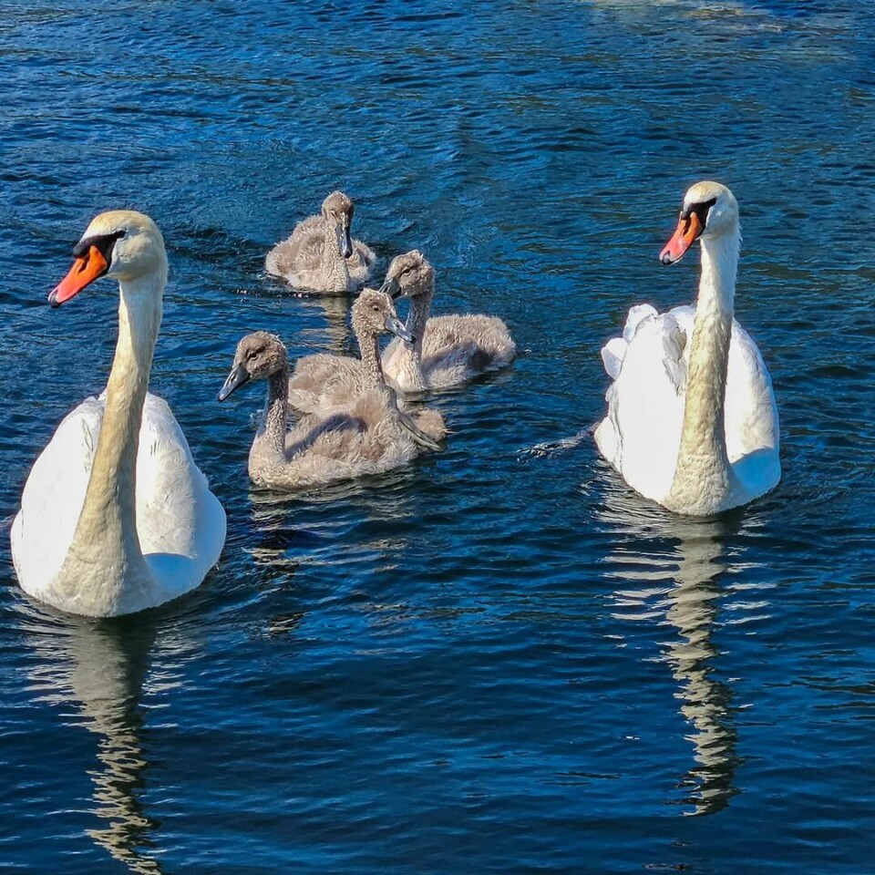 En liten svanefamilie på tur i Bøfjorden 😀 Svaner med fire unger