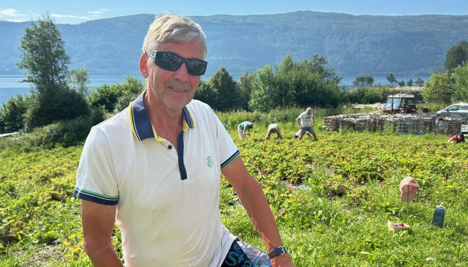 Vidar Henden har aldri opplevd at bærene har blitt modne så fort. Nå åpner han for selvplukk. mann med solbriller foran stor jordbærhage