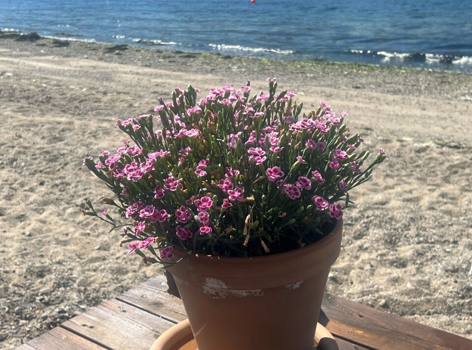 God morgen 24. juli rosa blomst i potte