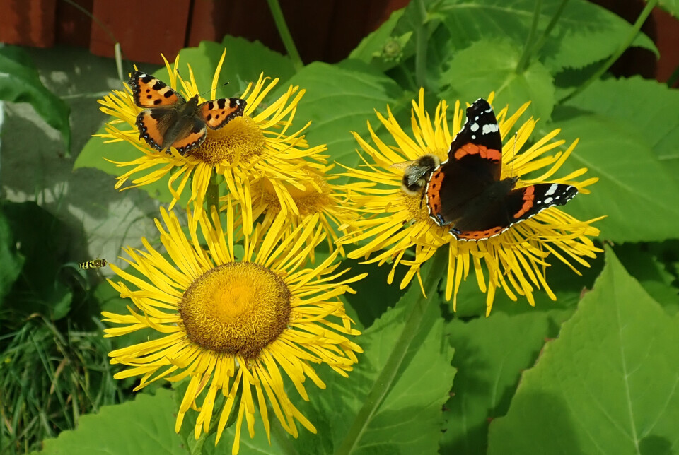 Tusenstråle til glede for sommerfugler, humler - og ei lita blomsterflue.