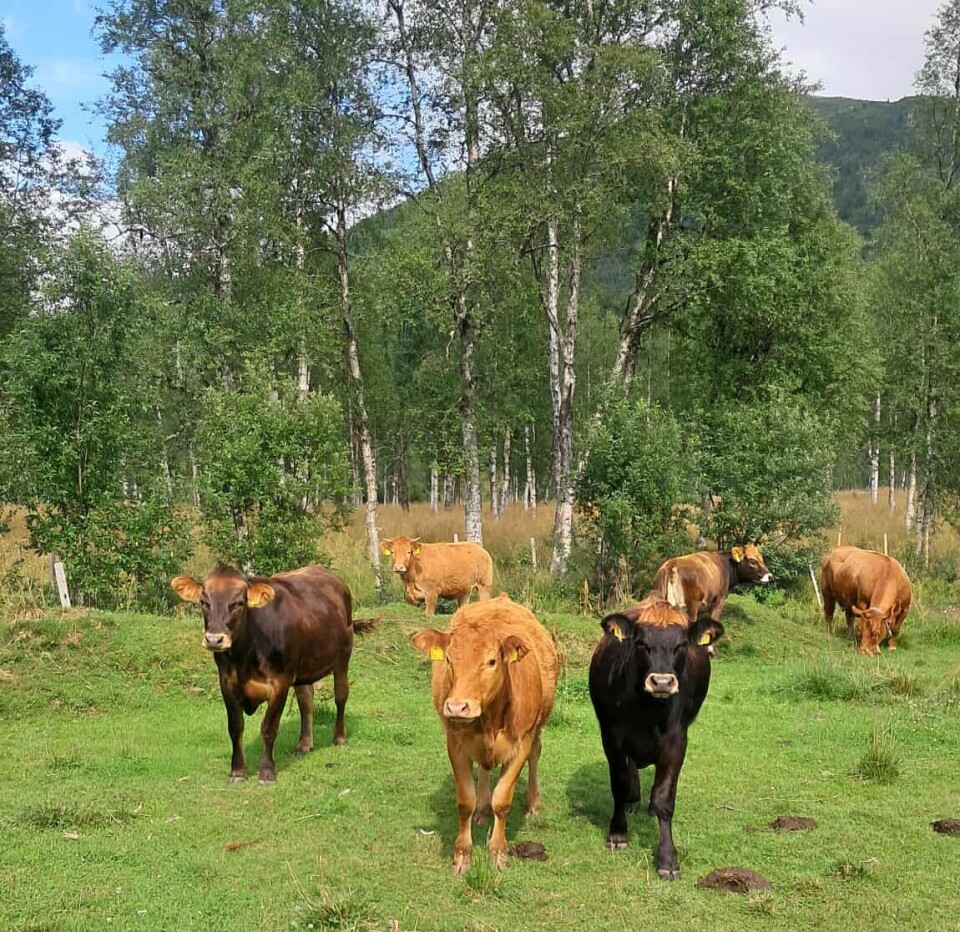 Velkomstkomite Kyr kommer mot fotografen
