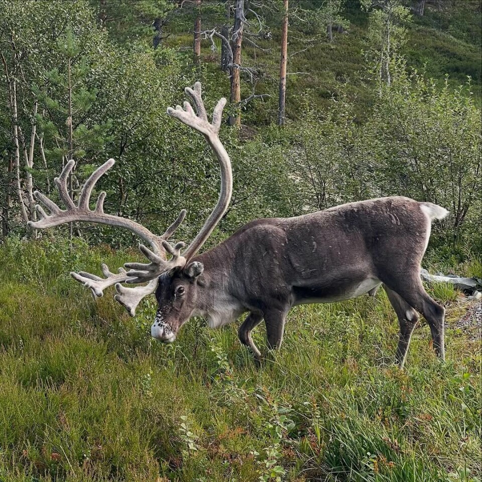 Han kom i år også.