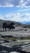 Sau i høyfjellet