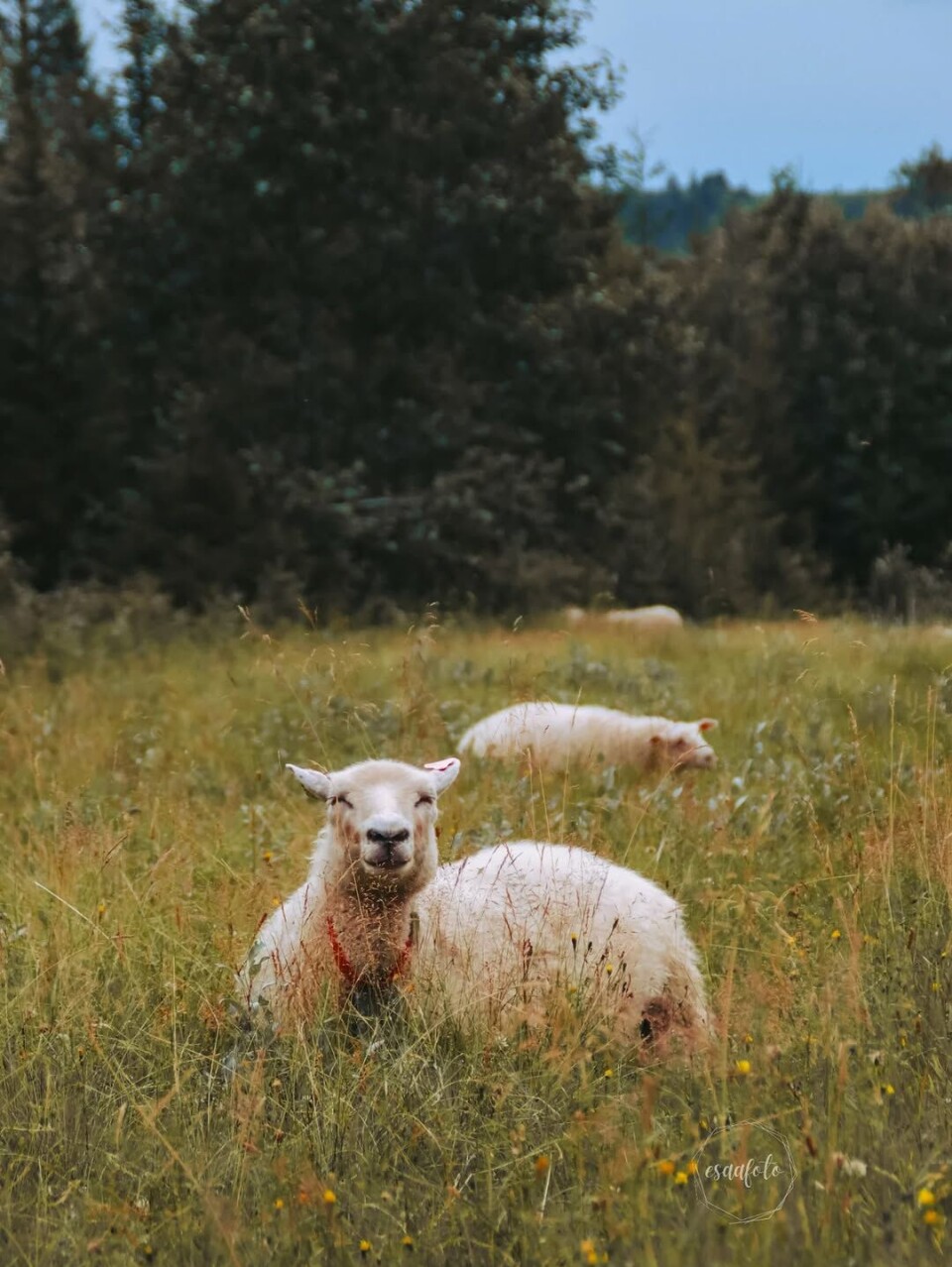 Funnet senga for kvelden🐑 Sau som slapper av i eng