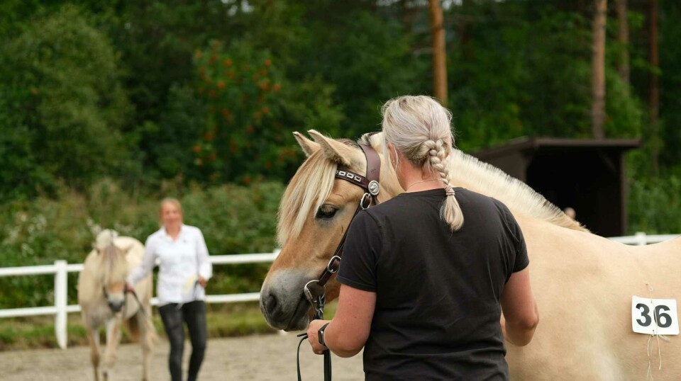 Kombinertutstilling i Surnadal To fjordhester med eiere på hesteutstilling.