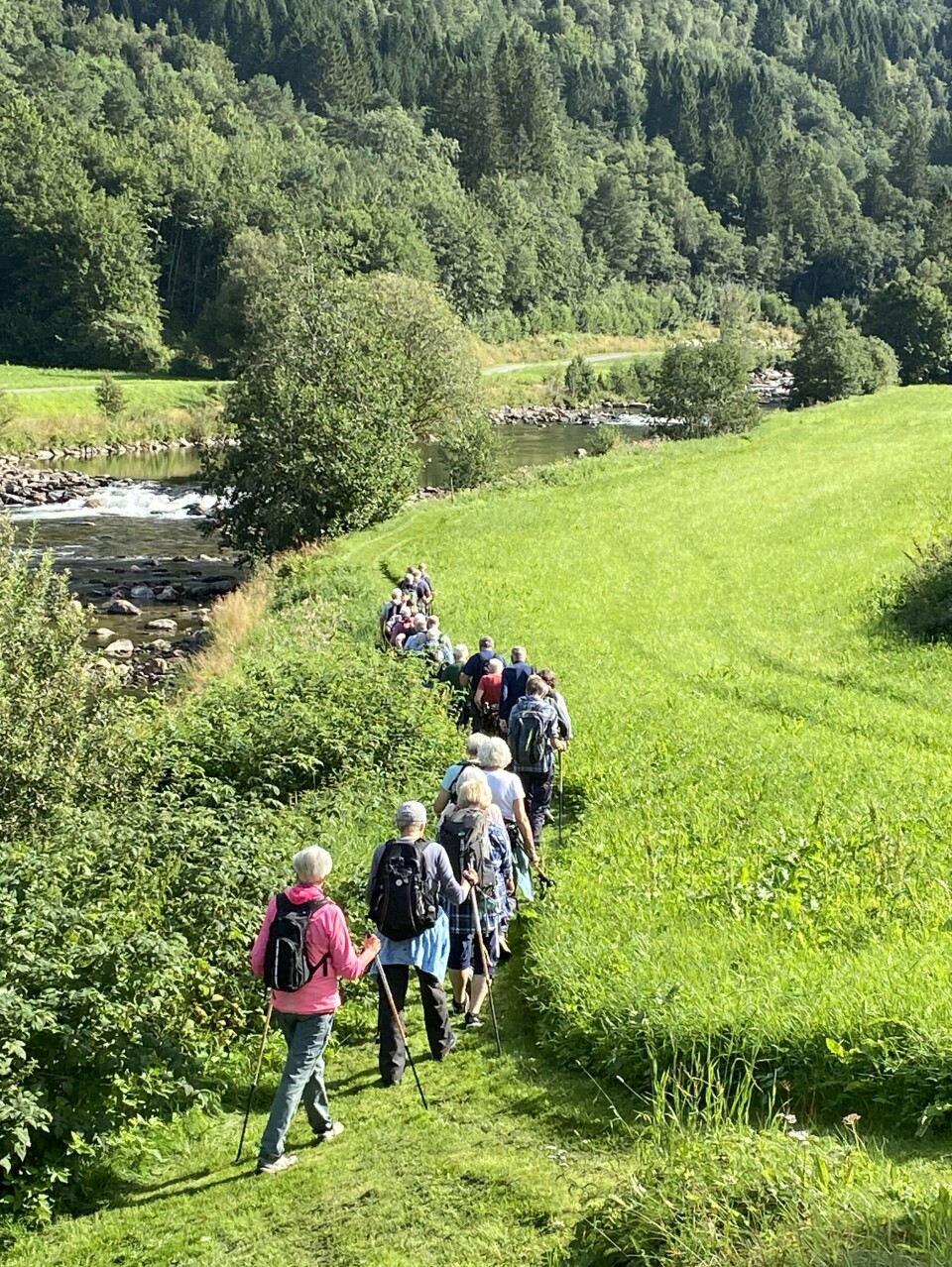 Stavgangtur langs Toåa Mange turgåere på rekke og rad på en sti langs ei elv. Grønt landskap, sol og sommer.